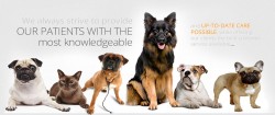 Doggy World Ventures Pvt Ltd